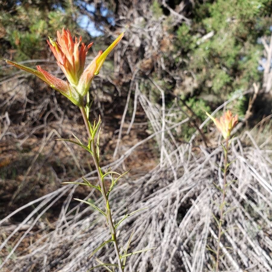 Penstemon-Penstemon 3