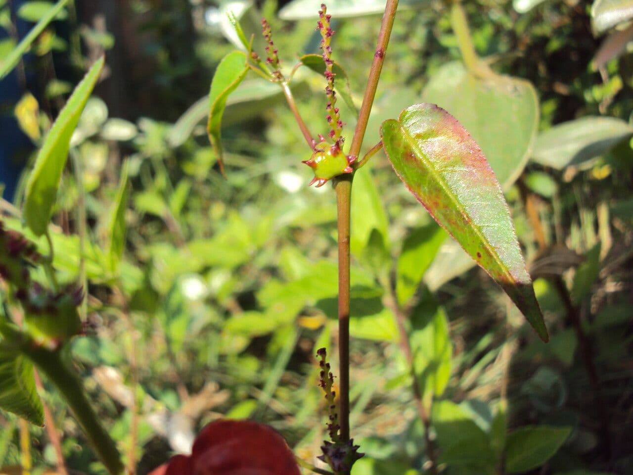 Microstachys corniculata