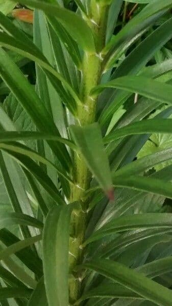 Emerocallide fulva 20