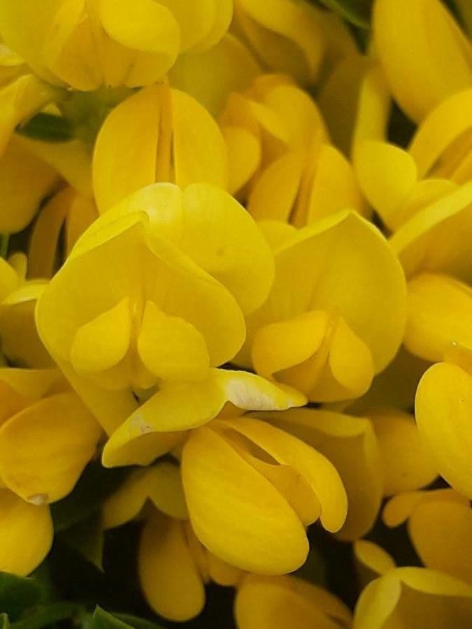 Genista 2