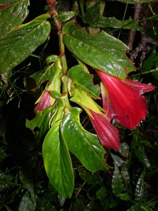 Columnea nicaraguense