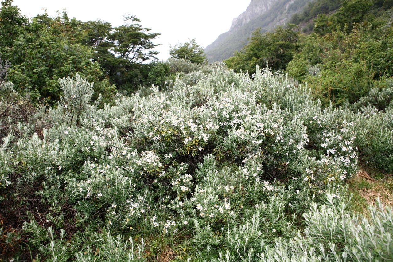 Chiliotrichum 10