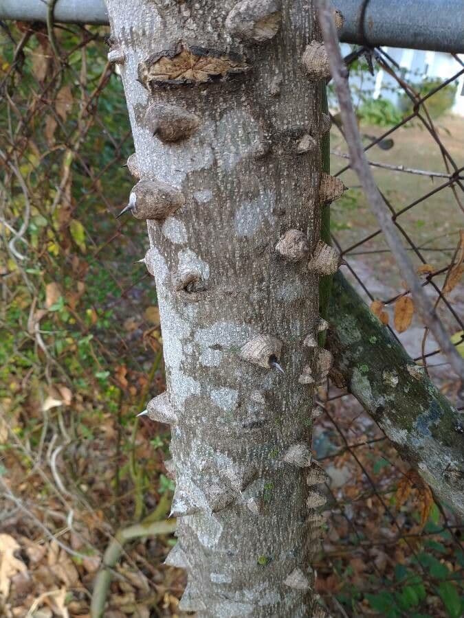 Zanthoxylum clava-herculis 19