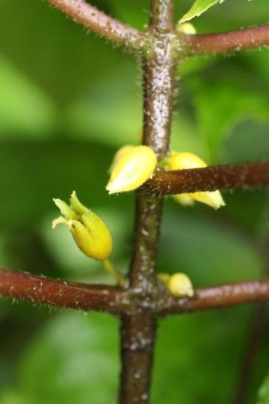 Besleria 8