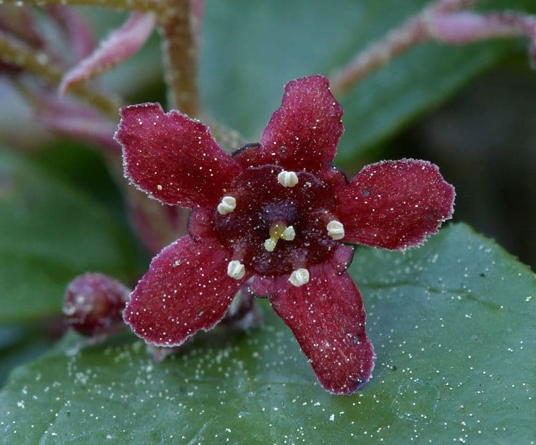 Ribes 4