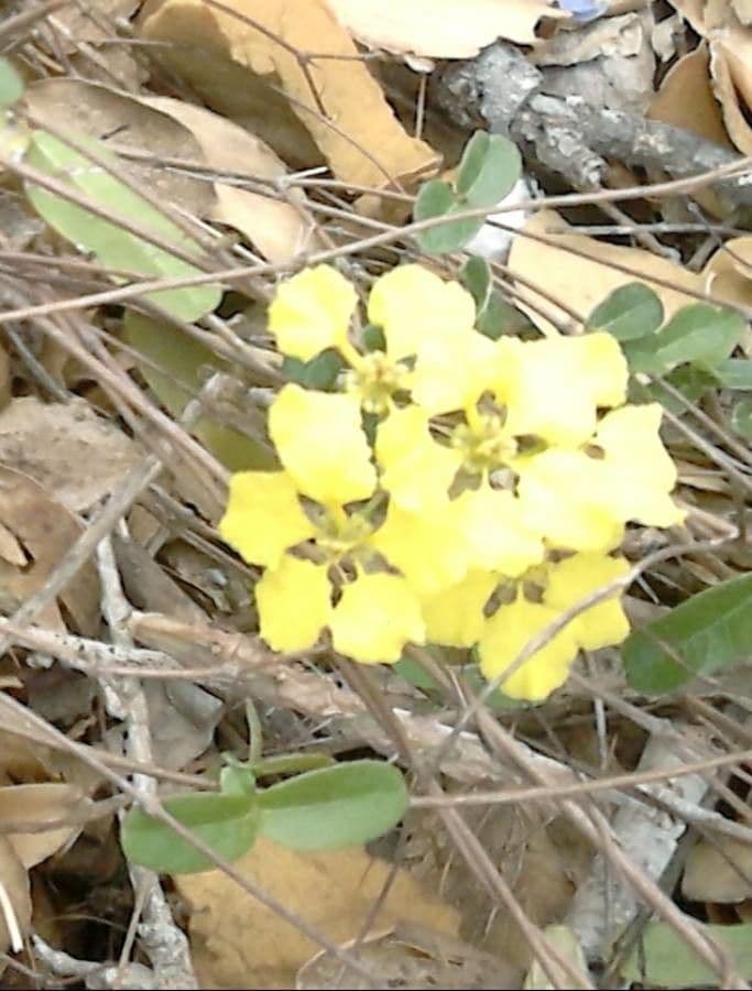 Stigmaphyllon emarginatum