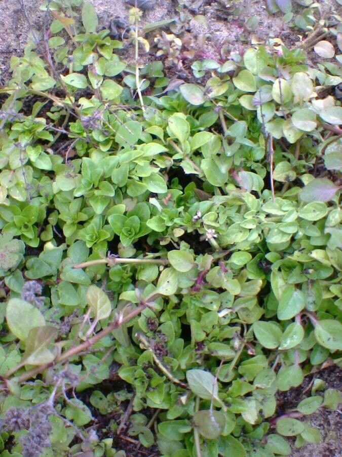 Menta corsa 13