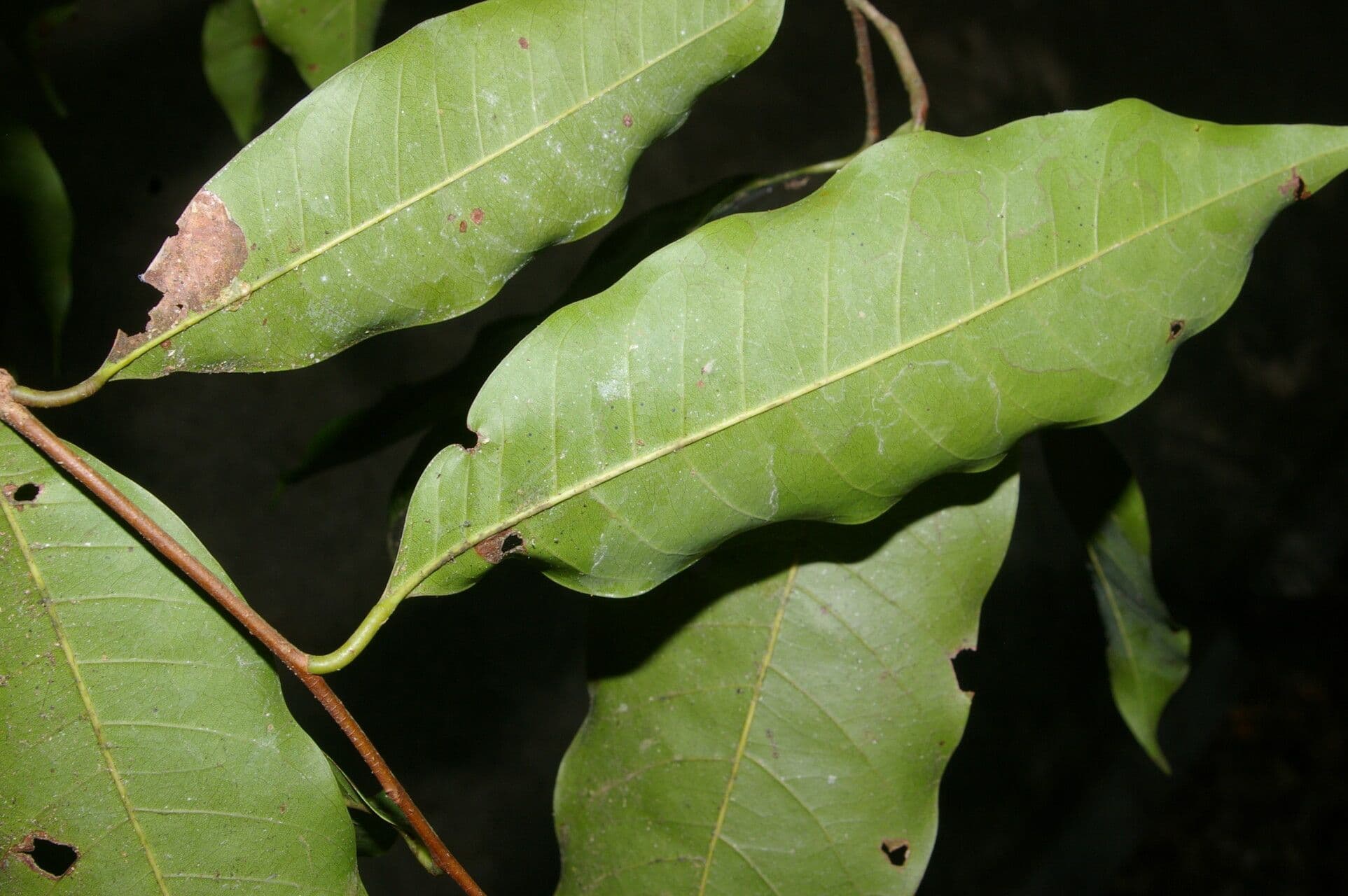 Pouteria 2