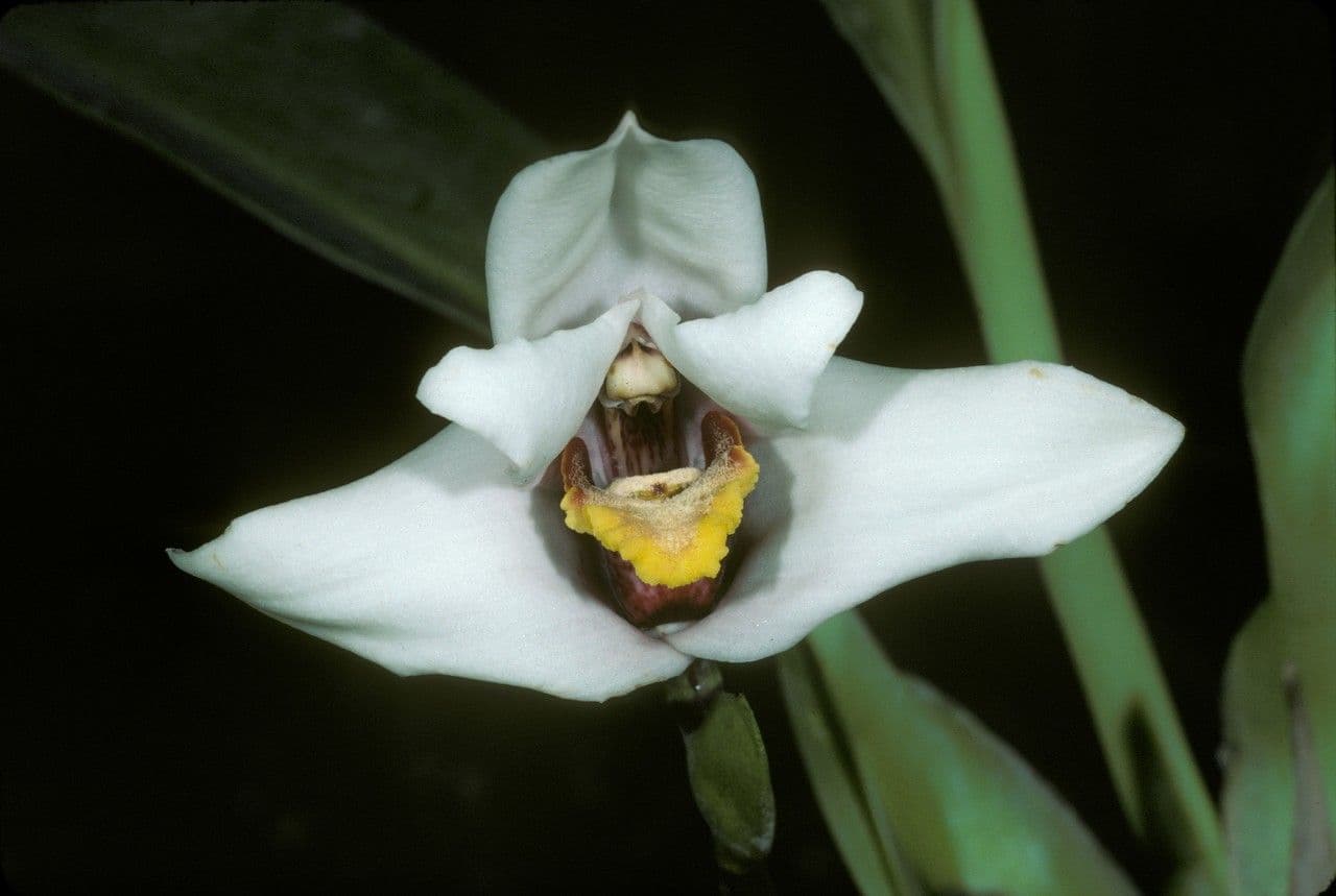 Maxillaria