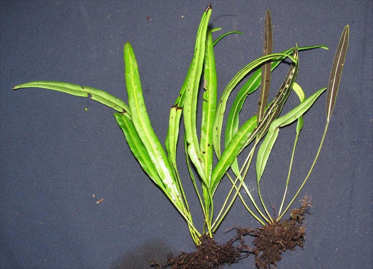 Elaphoglossum 3