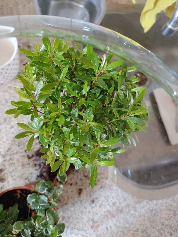Syzygium buxifolium 6