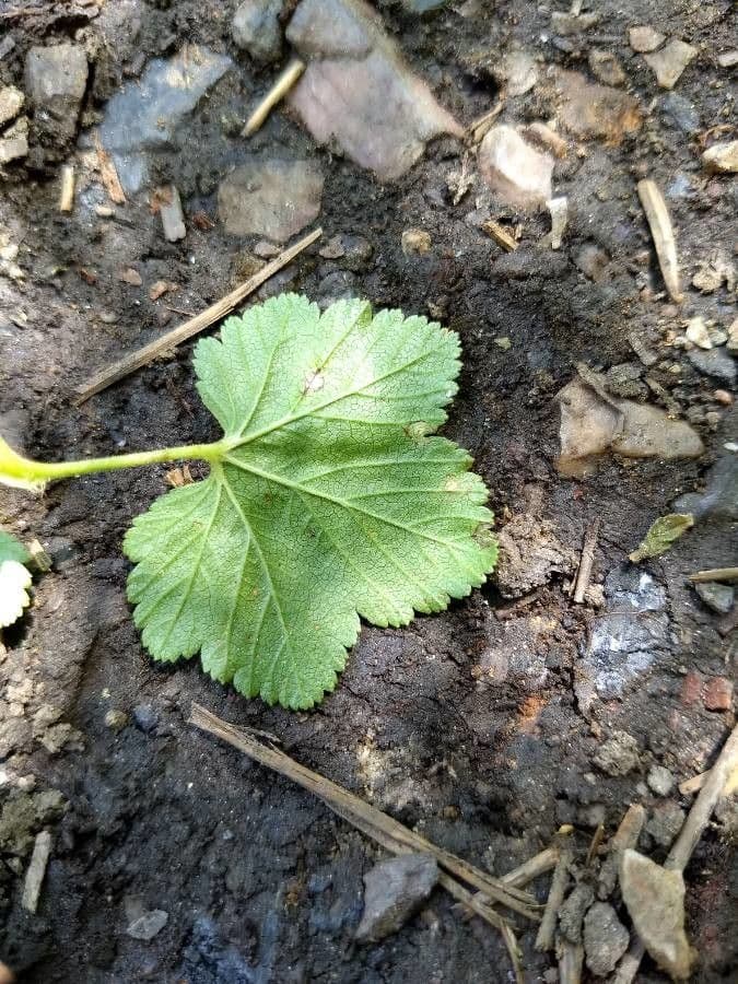 Ribes della California 5