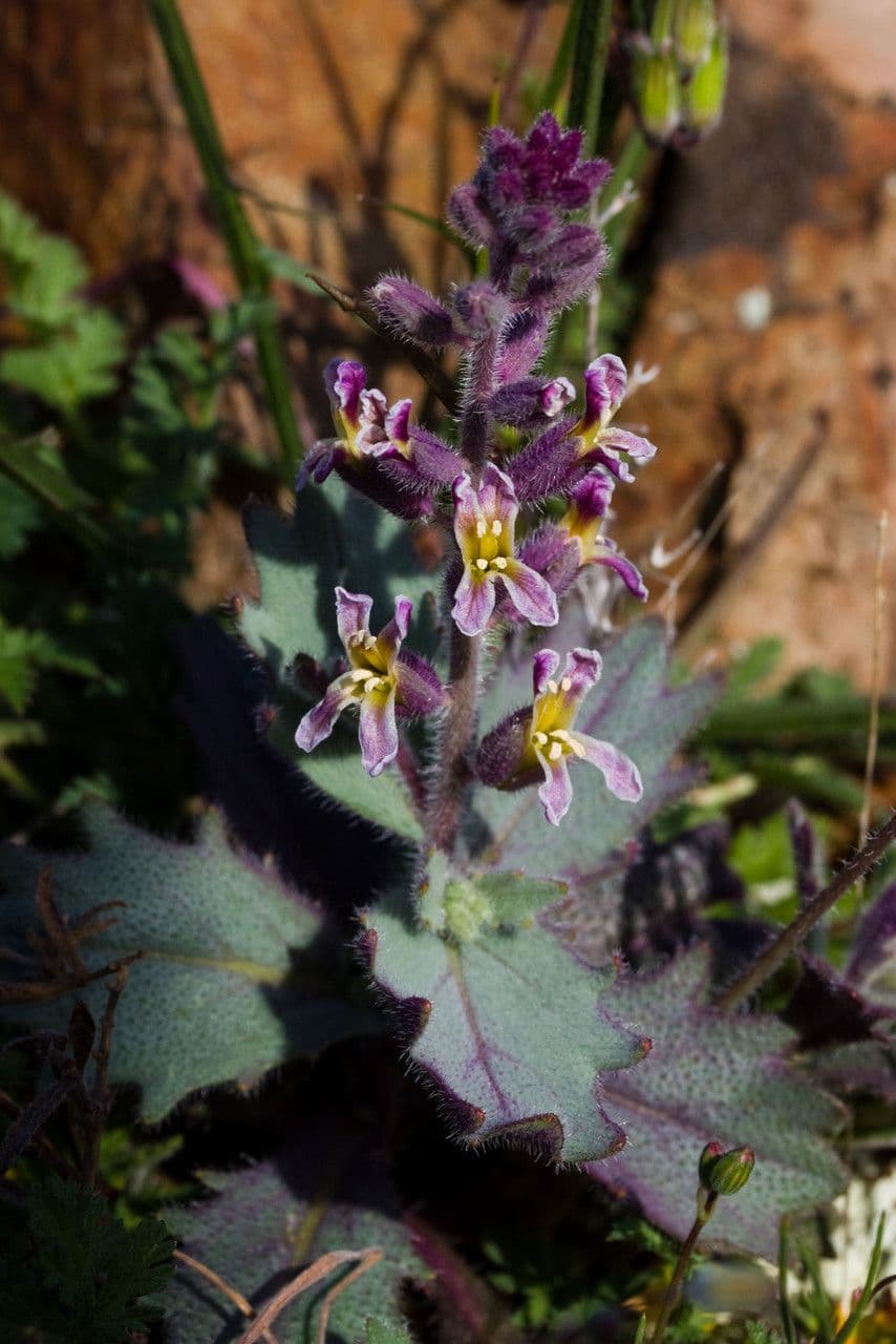 Streptanthus