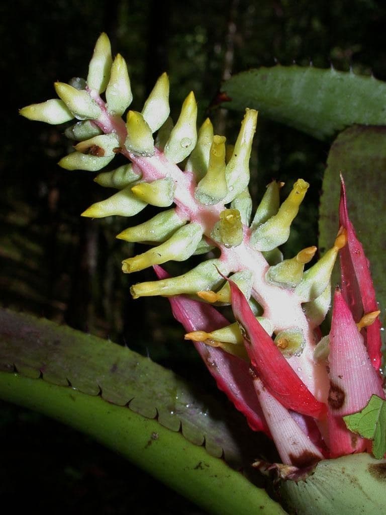 Aechmea nudicaulis 8