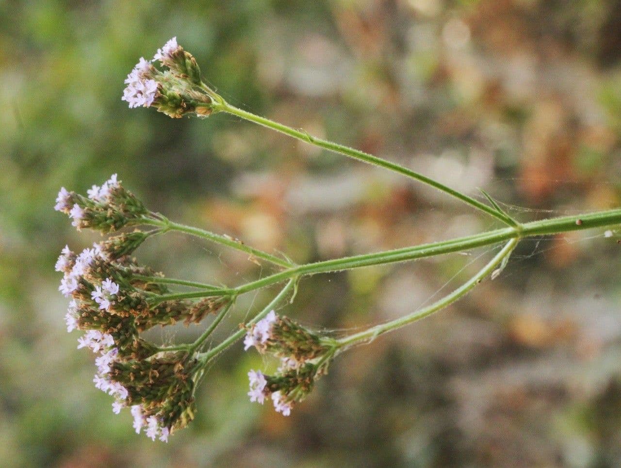 Verbena litorale 10