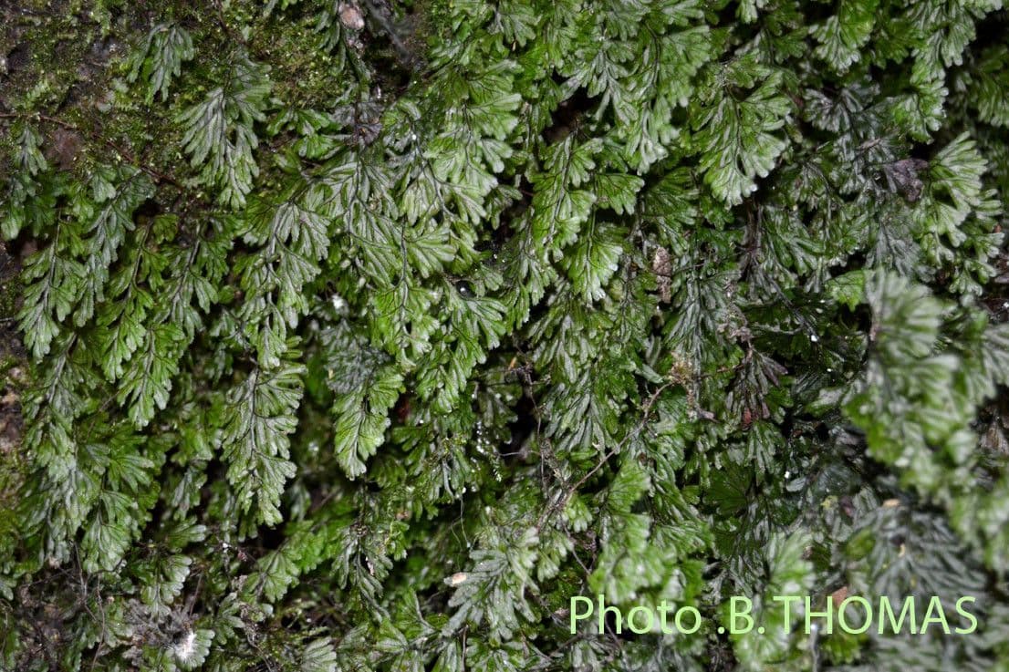 Braunes Hymenophyllum 11
