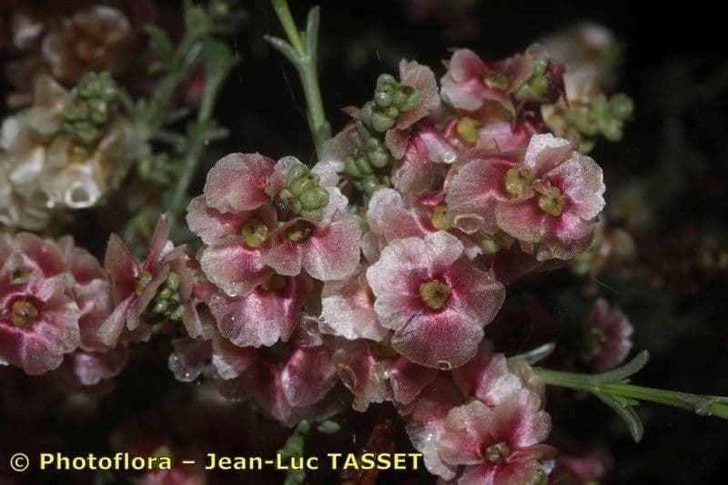 Salsola oppositifolia 2