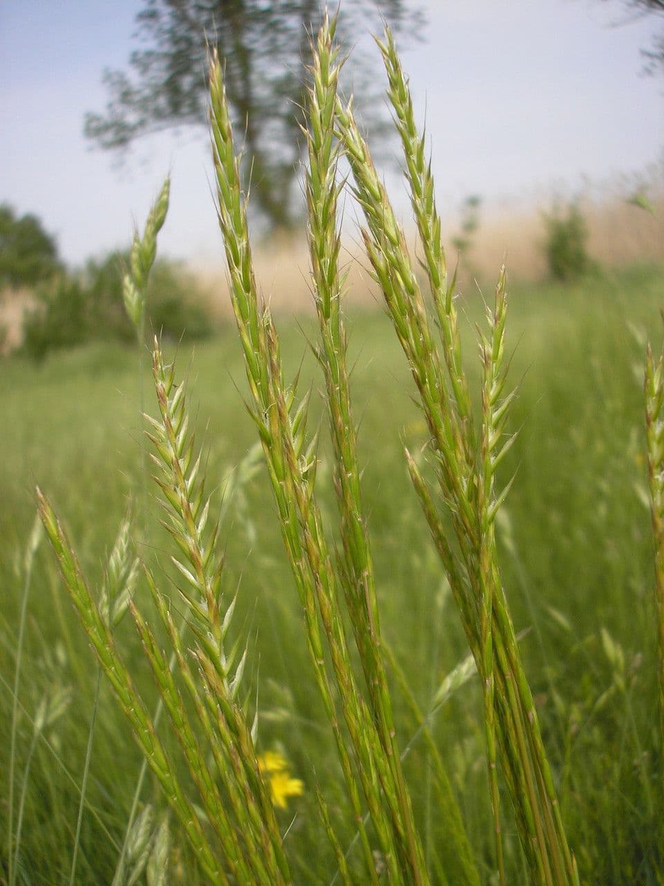 Grannenhafer 5