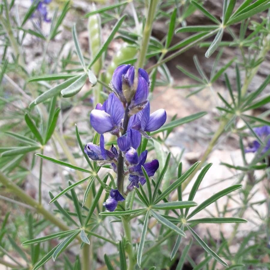 Schmalblättrige Lupine 7