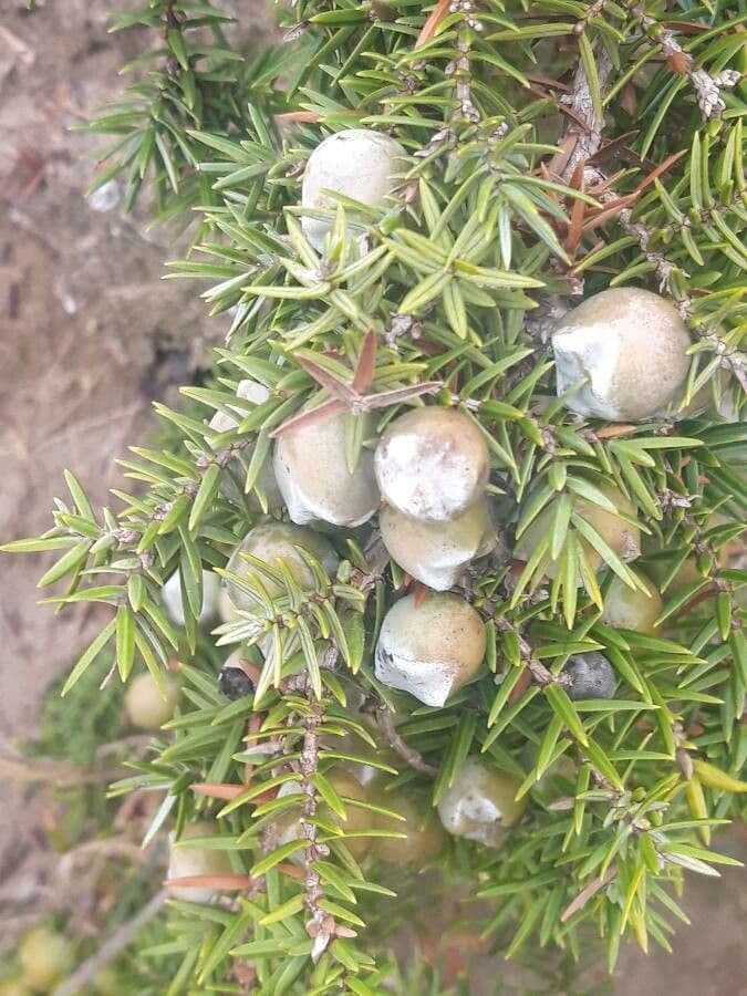 Ginepro macrocarpo 2