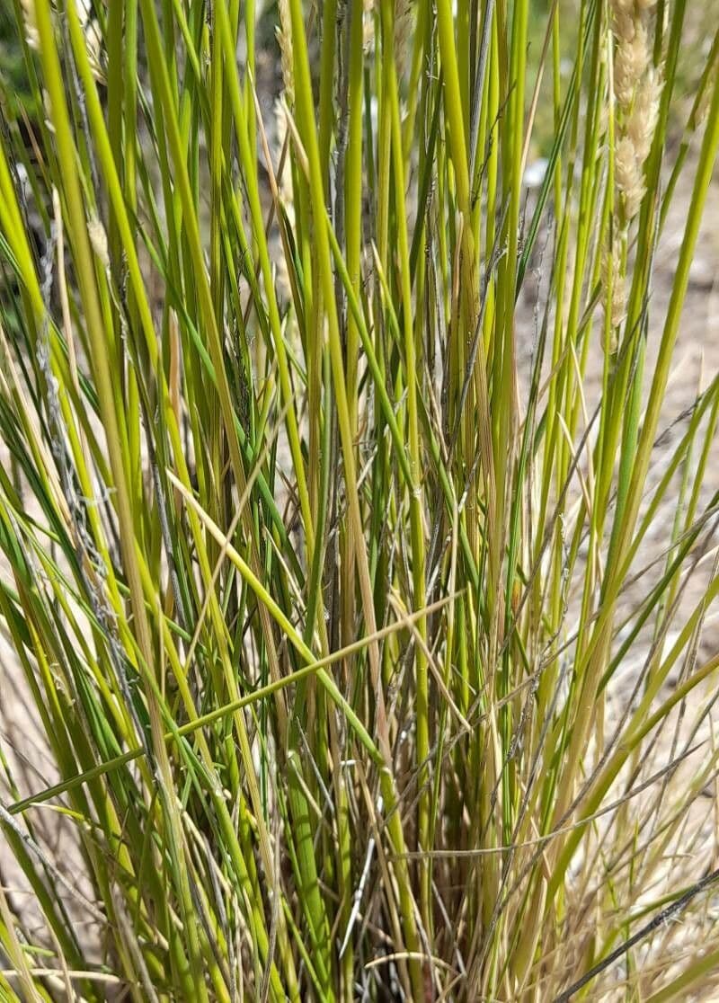 Poa 5