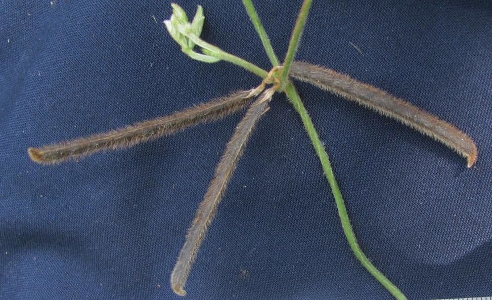 Teramnus uncinatus 17