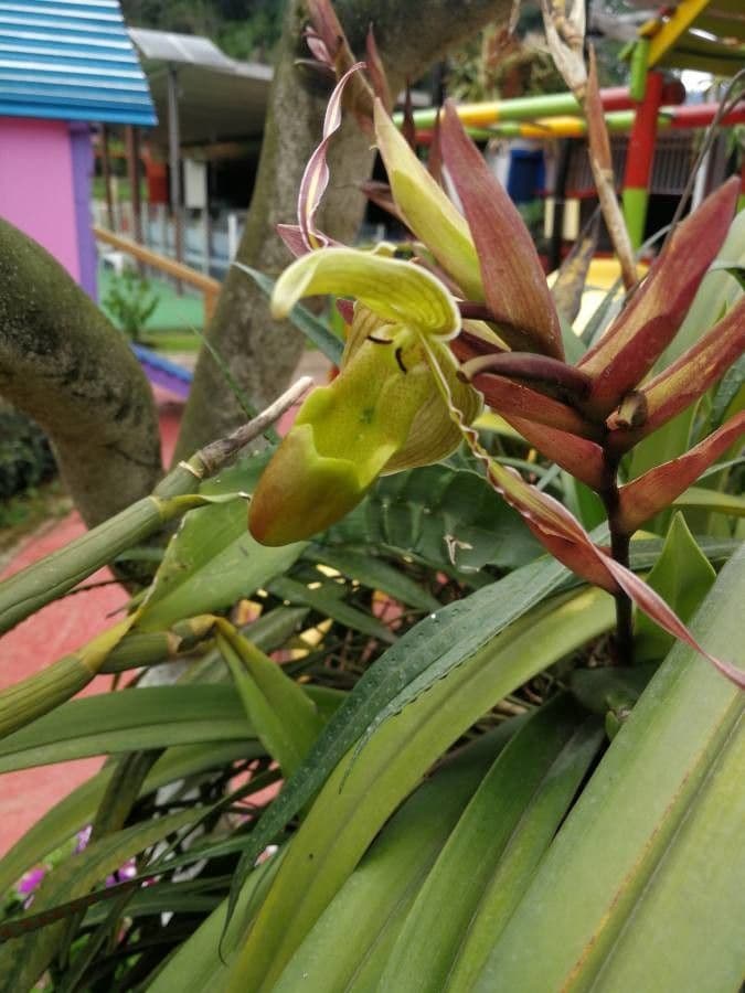 Paphiopedilum 4
