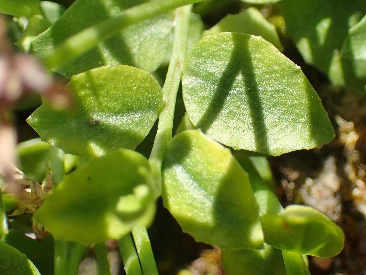 Isotoma fluviale 10