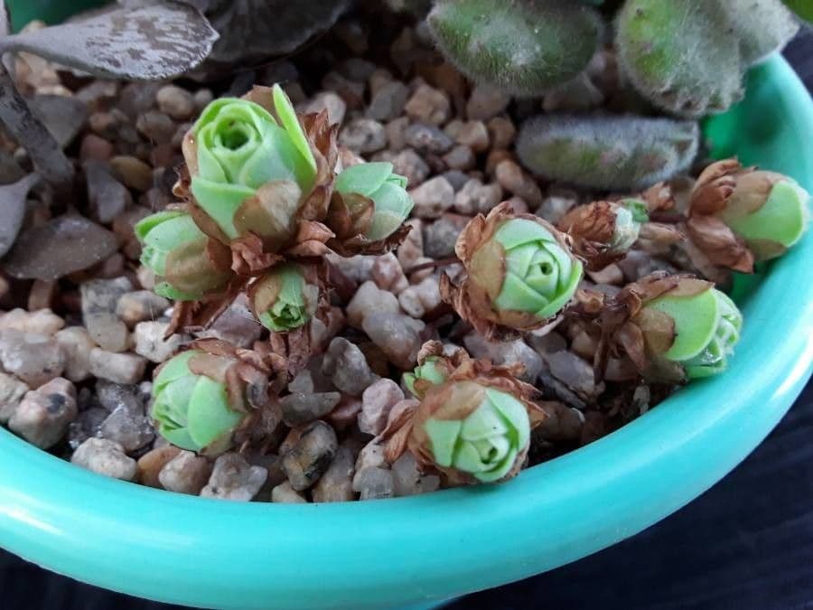 Aeonium 6