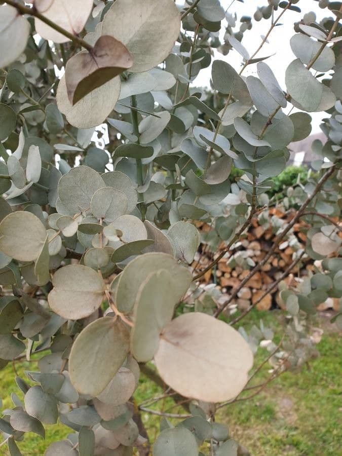 Gunn-Eukalyptus 18