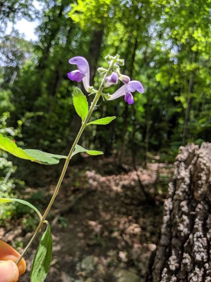 Alabama-Glockenblume 6
