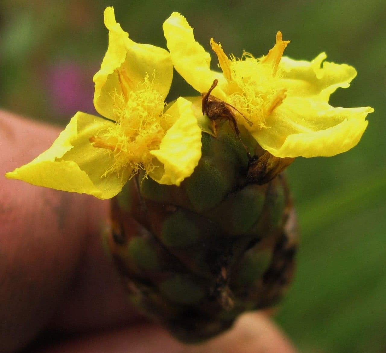 Xyris laxifolia 4