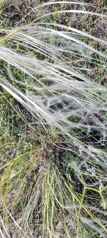Estipa 26