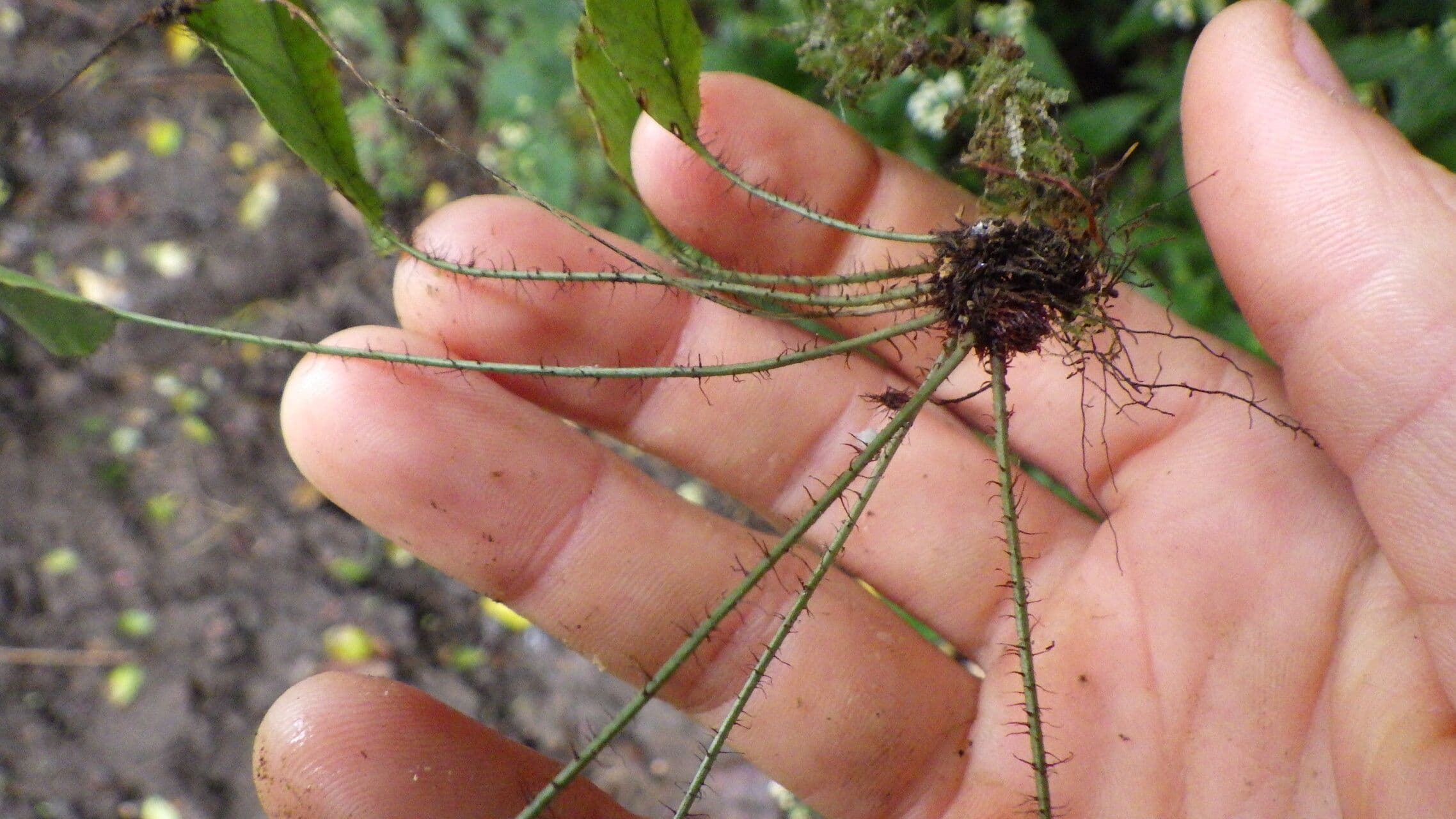 Elaphoglossum 9