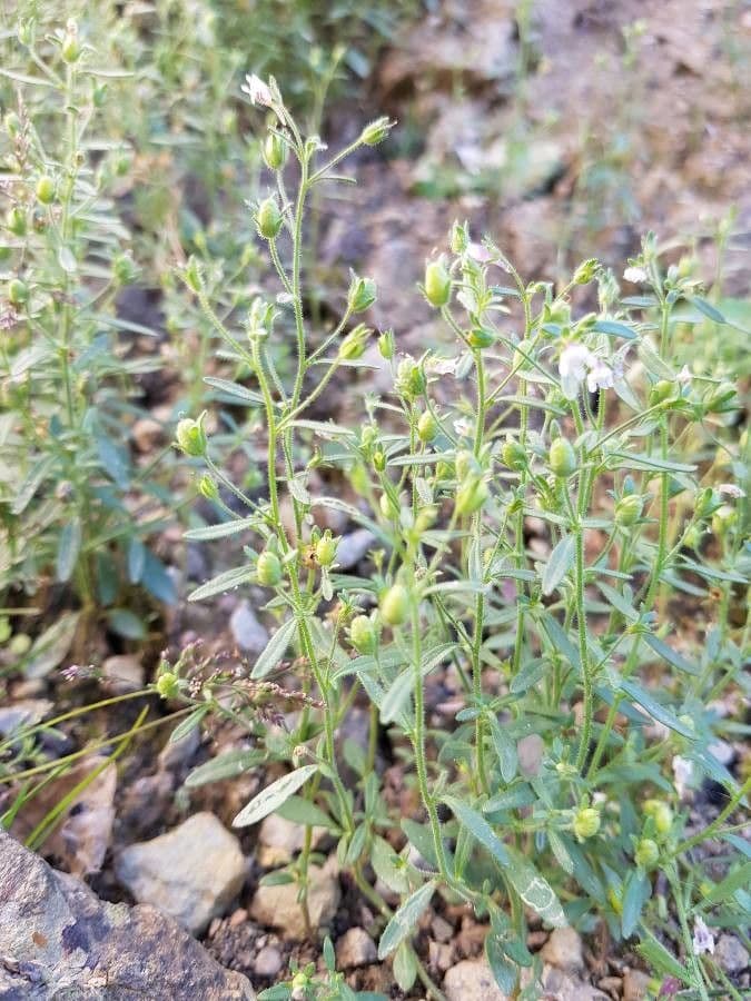 Linaria minore 10