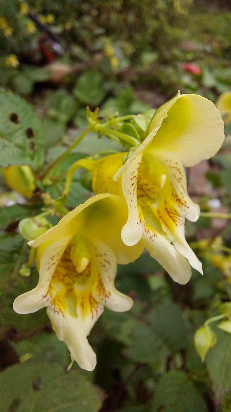 Balsamina 6