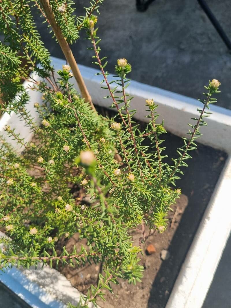 Phylica ericoides