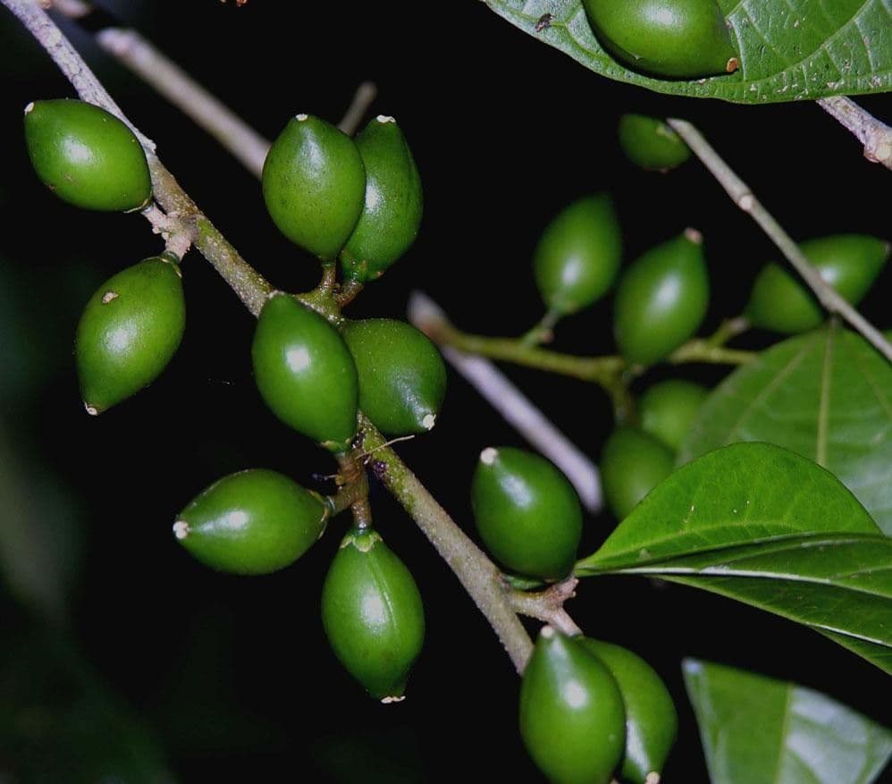 Celtis 2