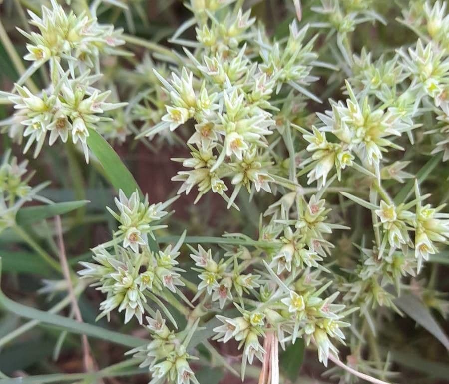 Centonchio annuale 6