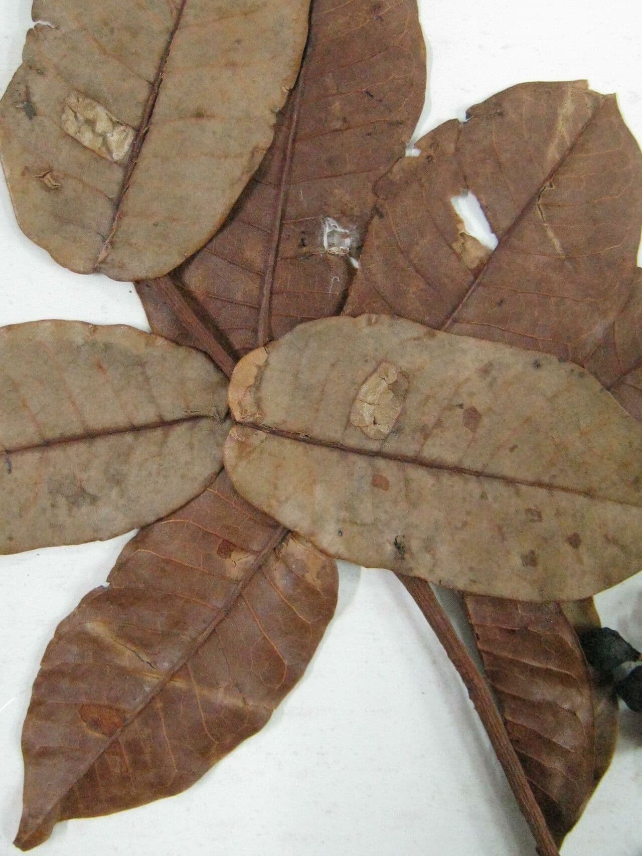 Trattinnickia 5