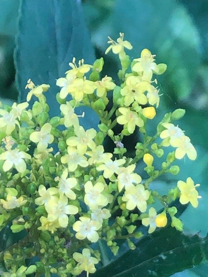 Patrinia 5