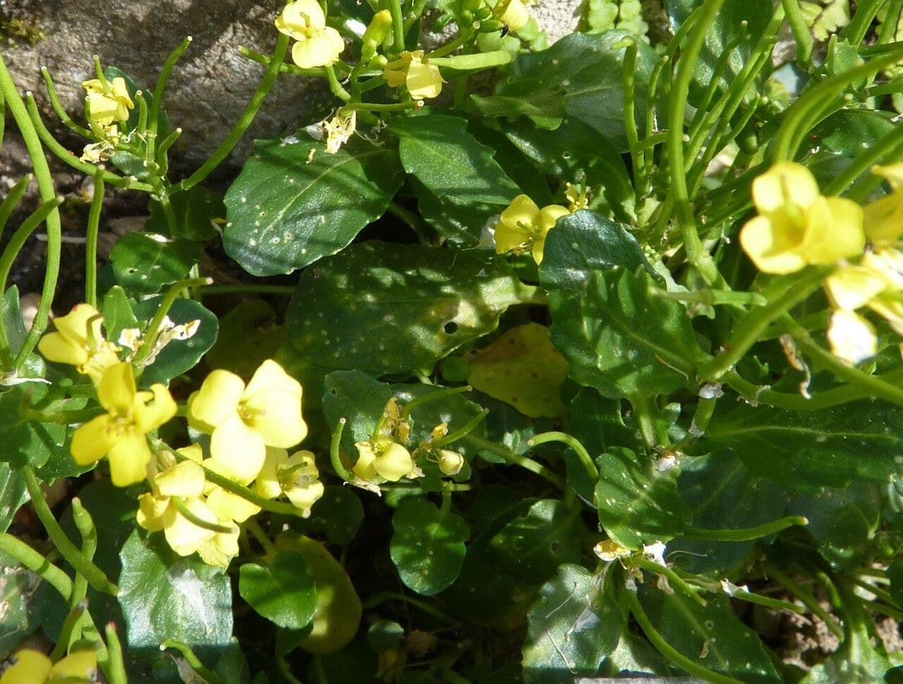 Barbareakresse 15