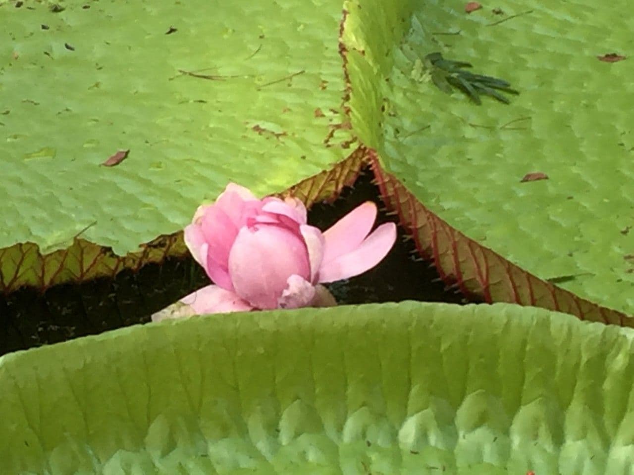 Riesen-Seerose 17