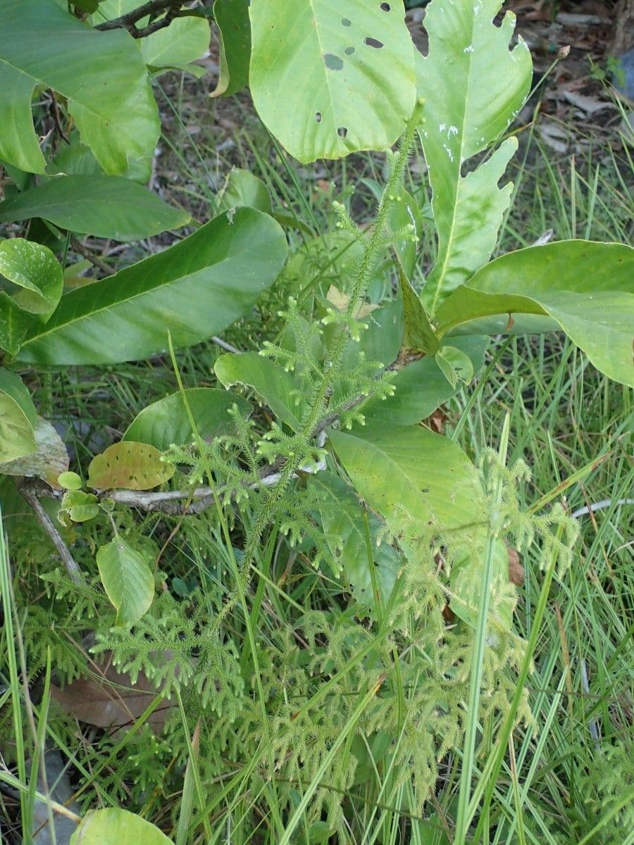 Lycopodiella cernua 7