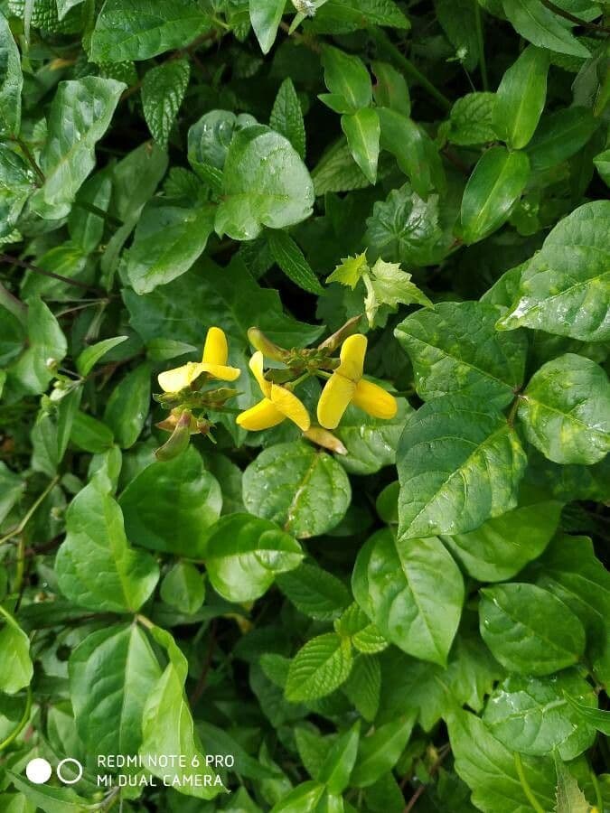 Vigna luteola 10