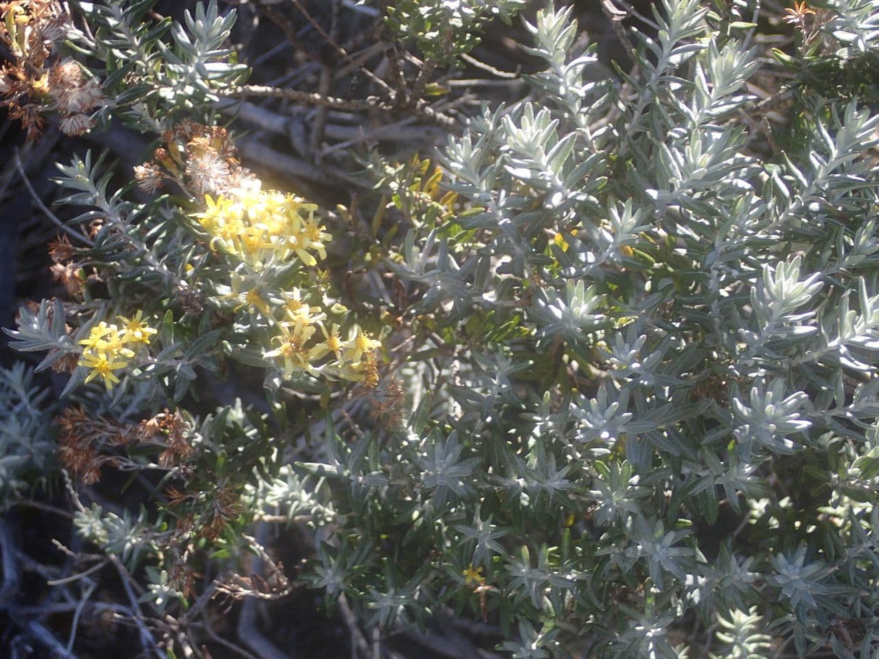 Hubertia 13
