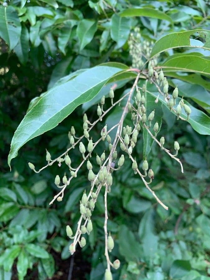 Oxydendrum 9