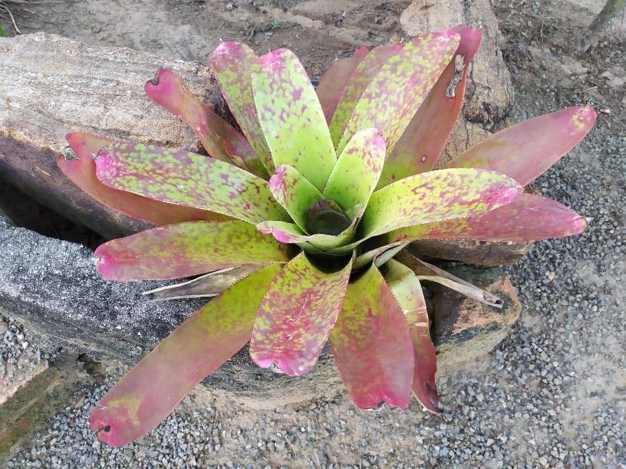 Neoregelia 14