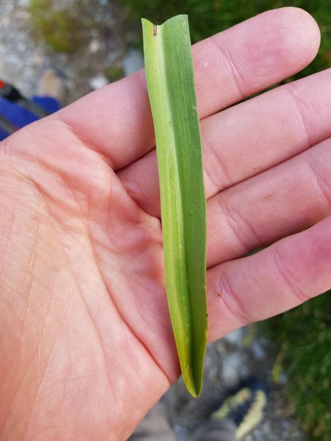 Manina rosea 18