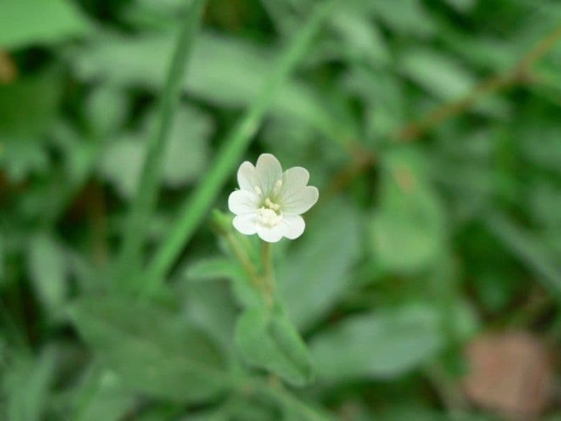 Epilobium lanceolatum 5